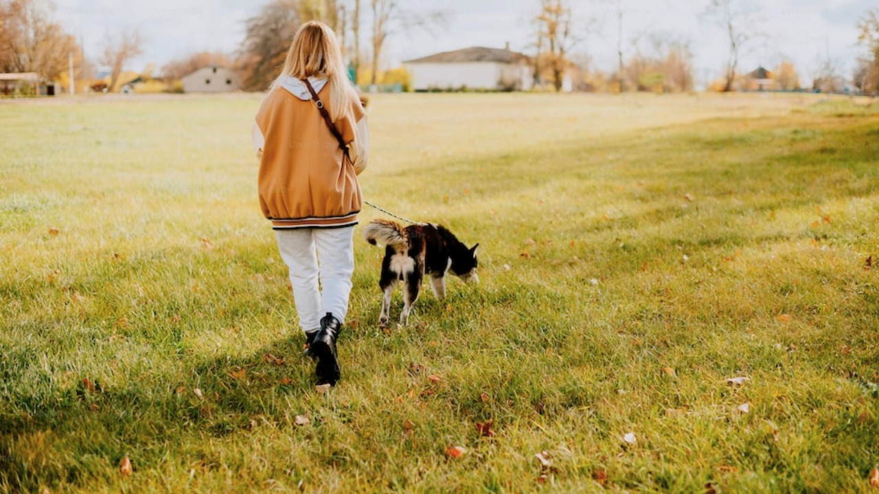 Una misteriosa enfermedad contagiosa está matando a los perros en Estados Unidos: esto se sabe