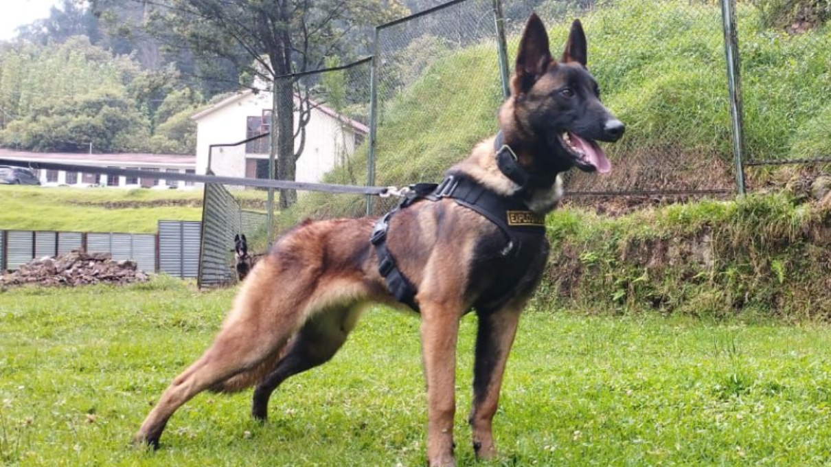 ¿Por qué se perdió Wilson en la selva? Revelaron el posible error por el cual el perro escapó