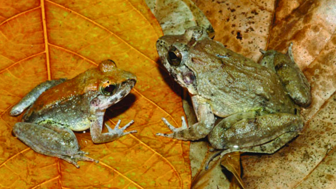Hallan una nueva especie de rana con colmillos y sería la más pequeña del mundo