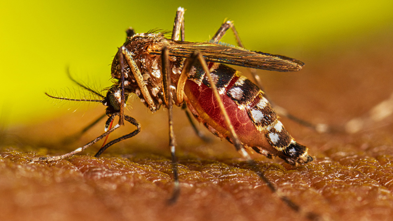 OMS eleva eleva a alto el riesgo de transmisión de dengue