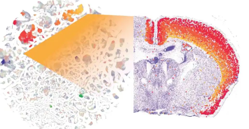 Publican mapa completo del cerebro de un ratón, es considerado un hito histórico