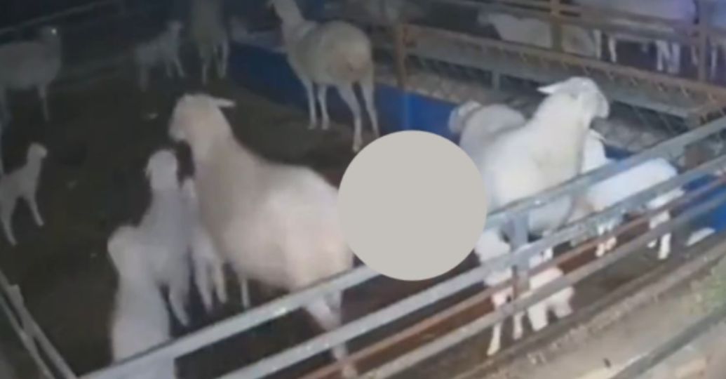 Así reaccionó un grupo de animales tras terremoto en China 
