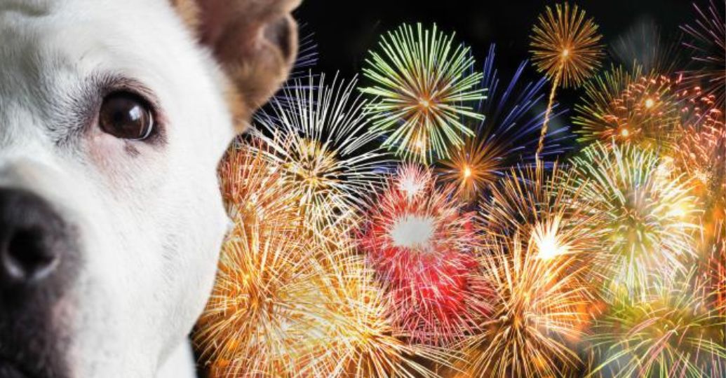 Así puede tranquilizar a un perro que tiene ansiedad por la pólvora