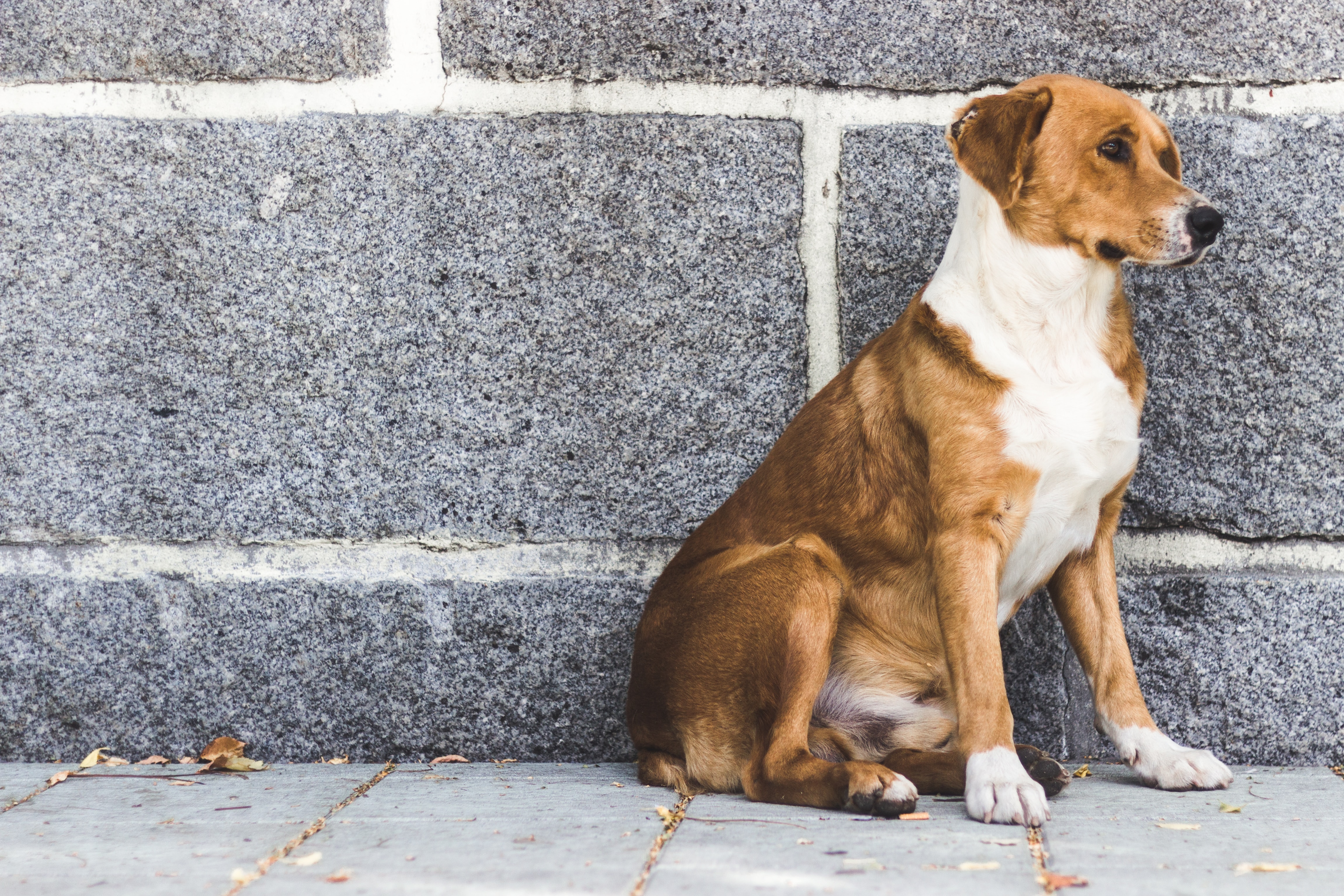¿Piensa regalar un perro en navidad? Piénselo dos veces: estos son los motivos, según expertos