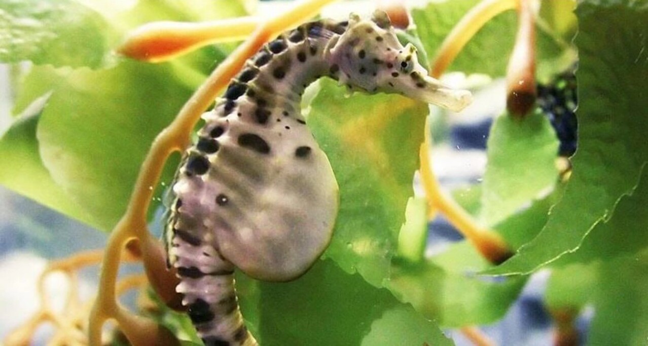 ¡Algo insólito! En Brasil, por primera vez, un caballo de mar fue captado dando a luz