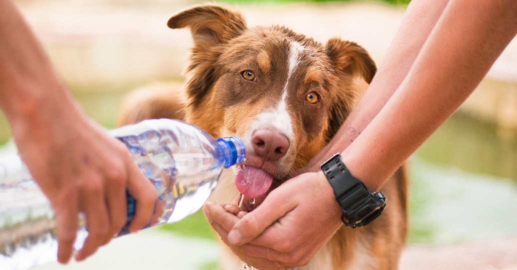 Así puede evitar un golpe de calor en perros y gatos