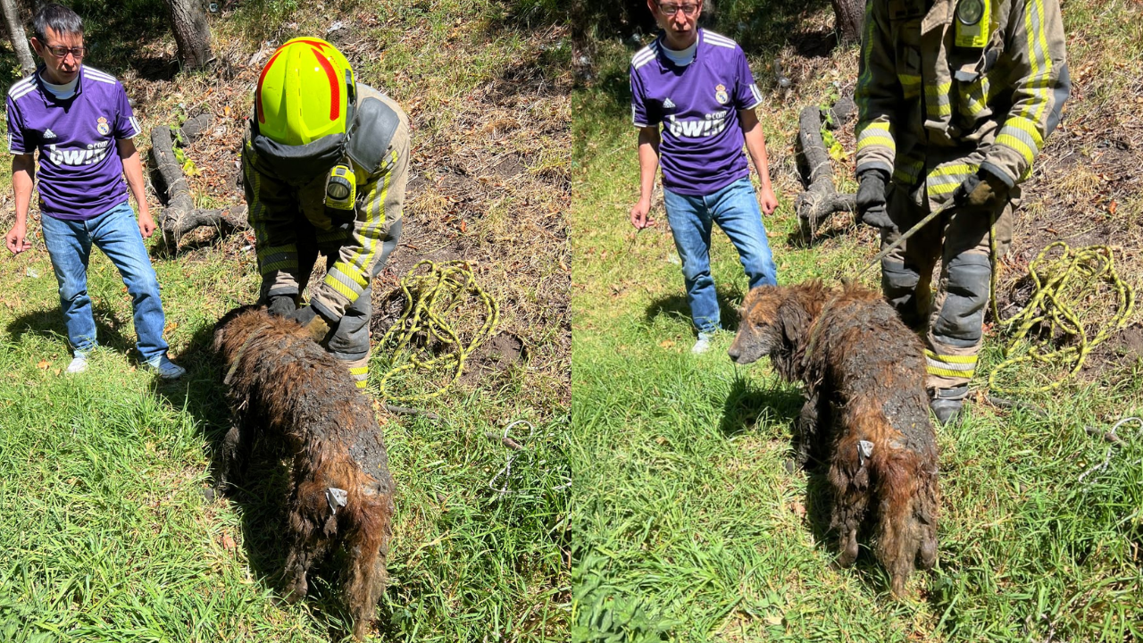 Heroico: bomberos de Bogotá salvaron un perrito que estaba atascado en aguas residuales y temblando