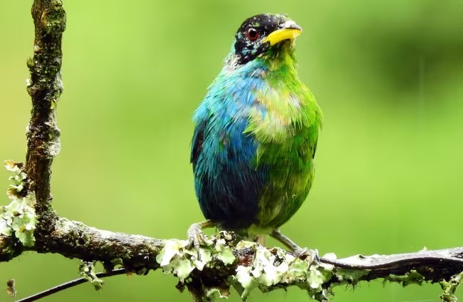 En Villamaría, Caldas, descubrieron un pájaro que es mitad macho y mitad hembra
