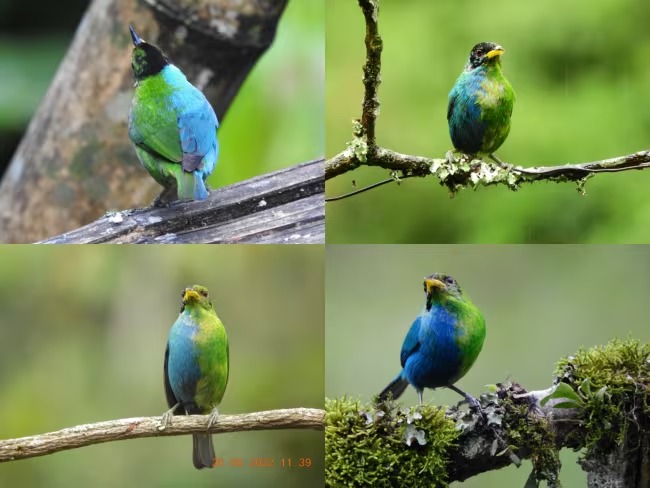 En Villamaría, Caldas, descubrieron un pájaro que es mitad macho y mitad hembra