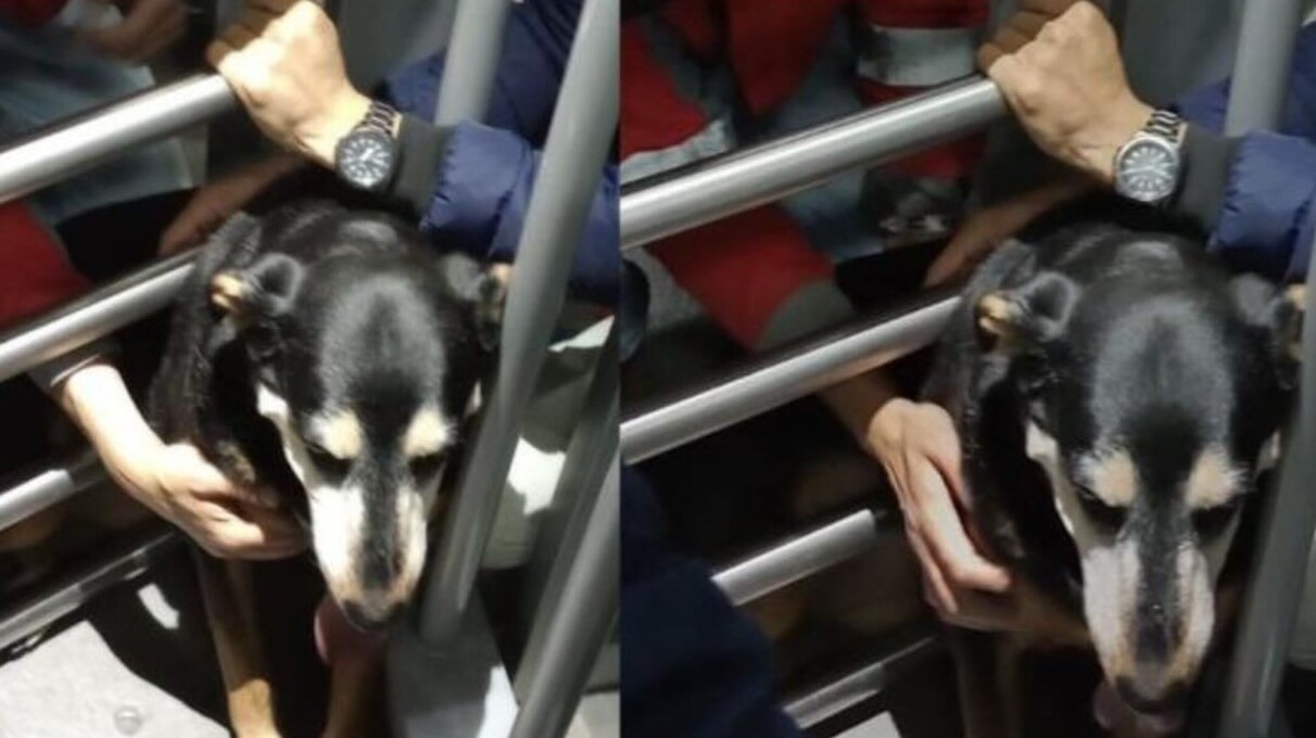 Perrita quedó atorada en torniquete de TransMilenio y gracias a ciudadano fue rescatada: ¿cómo lo logró?