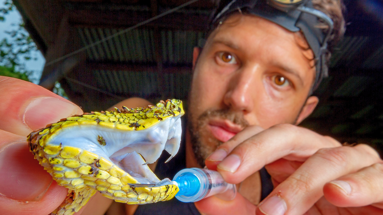 Descubren cinco nuevas especies de serpientes de pestañas en bosques de Colombia y Ecuador