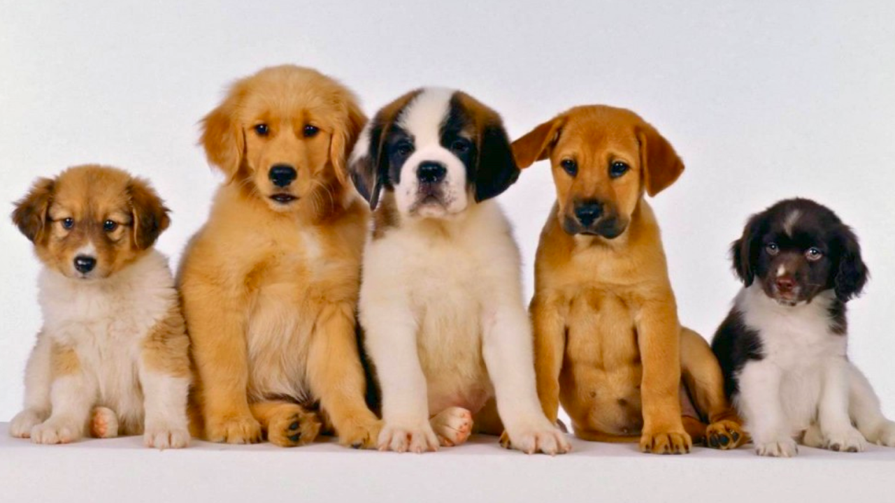 Estudio reveló cuáles son las razas de perros más susceptibles de padecer cáncer: ¿está el suyo?