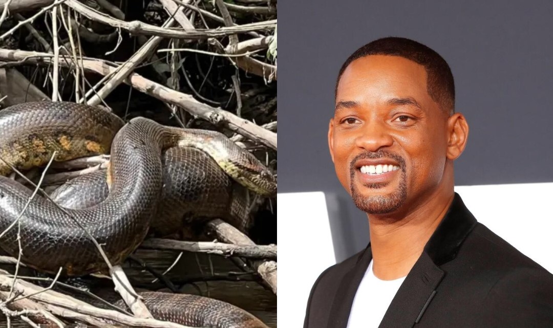Un grupo de expertos, junto al equipo de rodaje de la serie ‘Pole to Polo with Will Smith’, que será estrenada en Disney+, vivió un insólito momento al divisar una enorme serpiente en la rivera del río Amazonas: posteriormente, descubrieron que se trataría de la más grande del mundo, por lo menos conocida hasta el momento.  El hallazgo tuvo lugar en la región de Bameno, en la Amazonía ecuatoriana. Allí, el grupo de científicos de la Universidad de Queensland, que acompañaba al equipo de filmación, logró cap