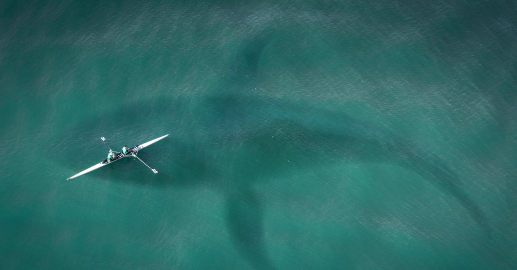 Megalodón: esta sería la causa de su desaparición y su tamaño real