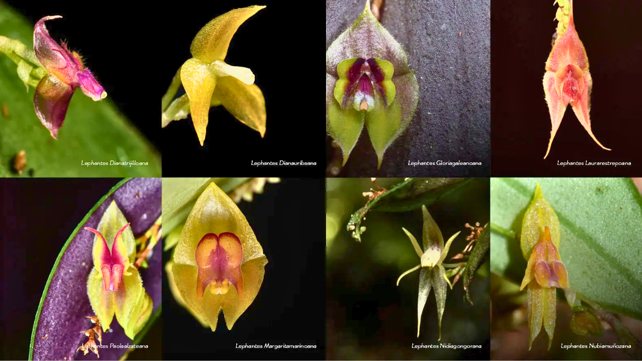 Científicos hallaron ocho nuevas especies de orquídeas en Cali: las bautizaron en honor a mujeres