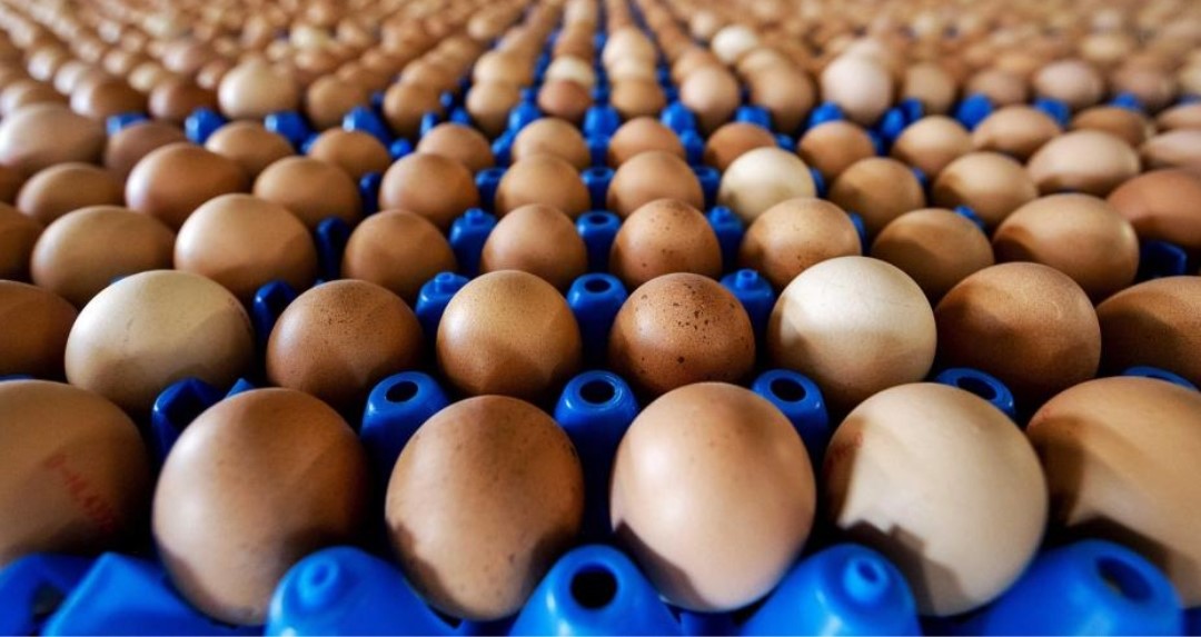 Por primera vez, Colombia exportará huevos a Cuba: 518 mil unidades llegarán a la isla