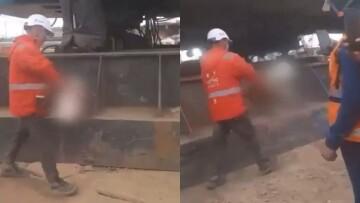 Despiden a trabajador que habría sacrificado a una gallina en obras del metro de Bogotá