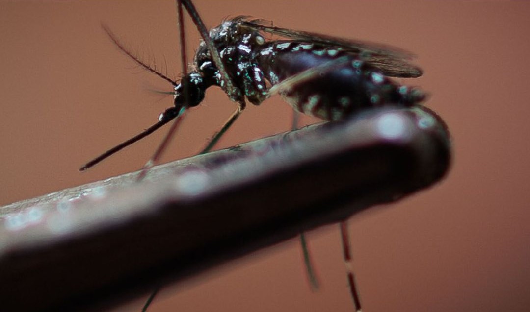 La Organización Panamericana de la Salud alertó sobre la temporada de dengue que atraviesa América: esto dijeron