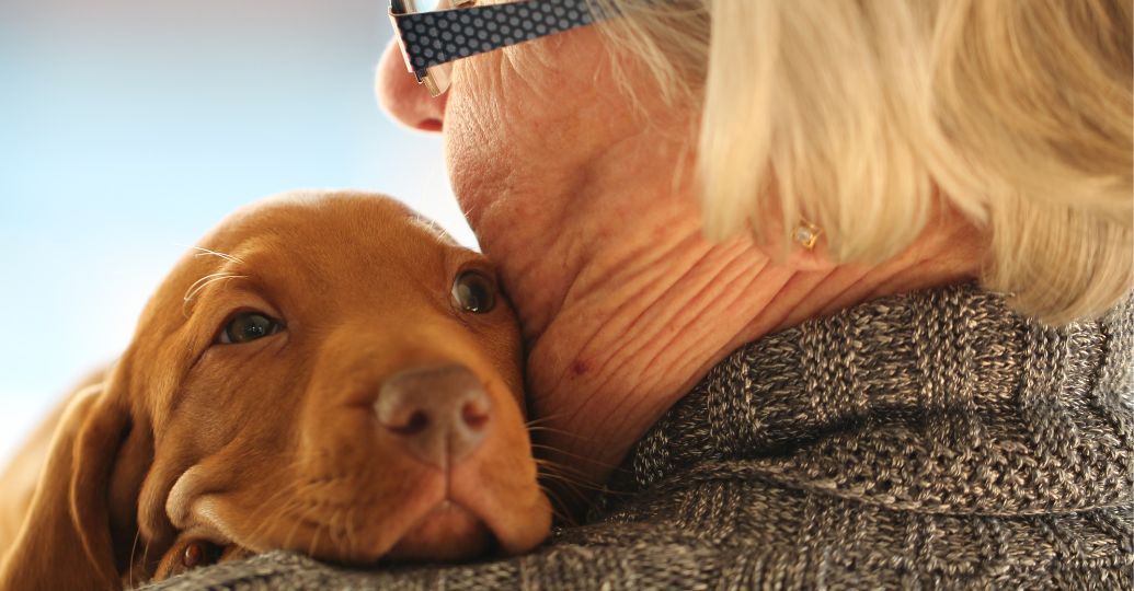 ¿Cómo saber si mi perro entró en la vejez y qué cuidados darle?