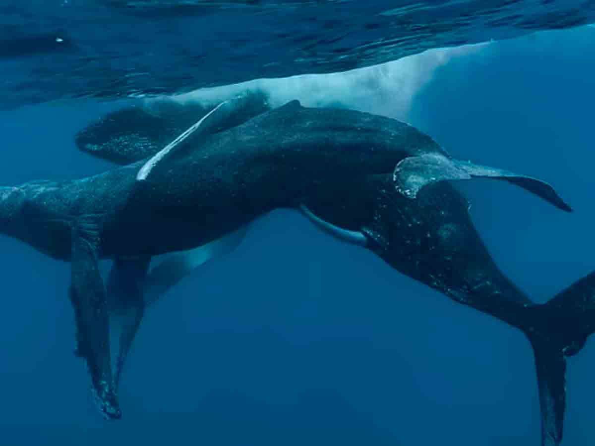Por primera vez captaron a dos ballenas jorobadas apareándose: resultaron ser machos