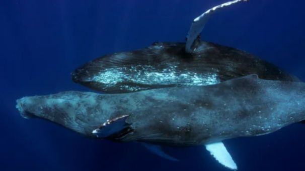 Por primera vez captaron a dos ballenas jorobadas apareándose: resultaron ser machos
