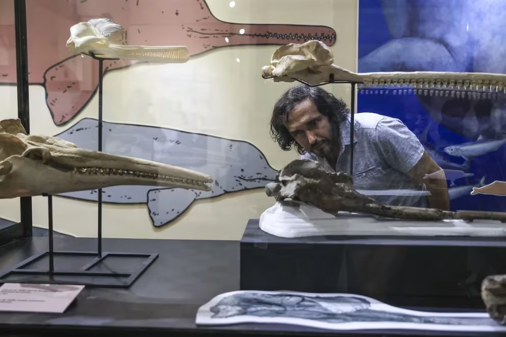 En Perú, descubrieron el fósil de un delfín gigante que vivió hace 16 millones de años
