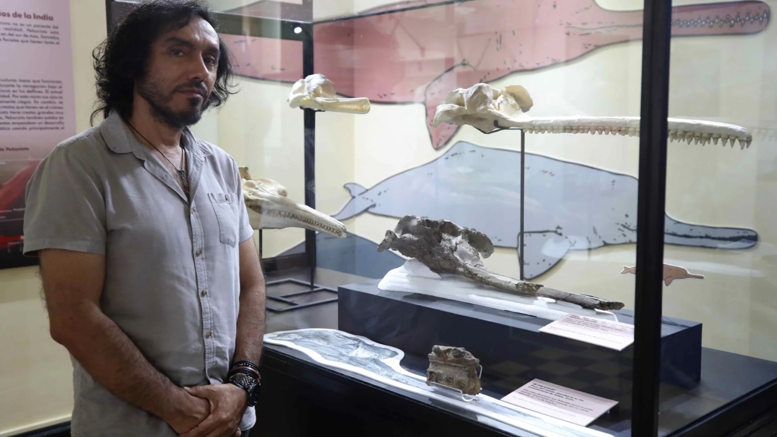 En Perú, descubrieron el fósil de un delfín gigante que vivió hace 16 millones de años