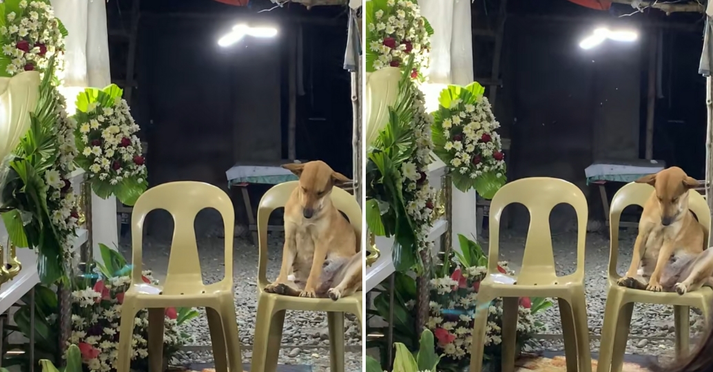 En video: perrita acompaña el velorio de su dueña y se queda dormida