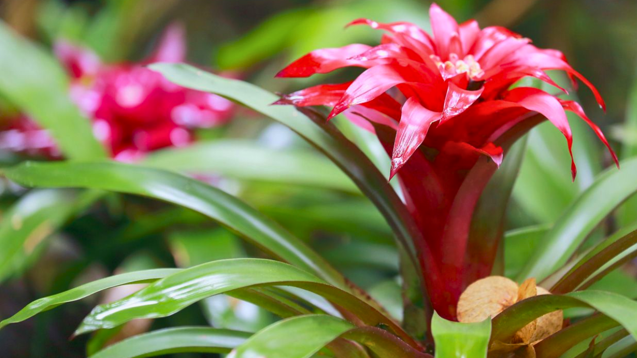 ¿Tiene bromelias en su hogar? Así las puede hacer florecer: son acciones muy sencillas 