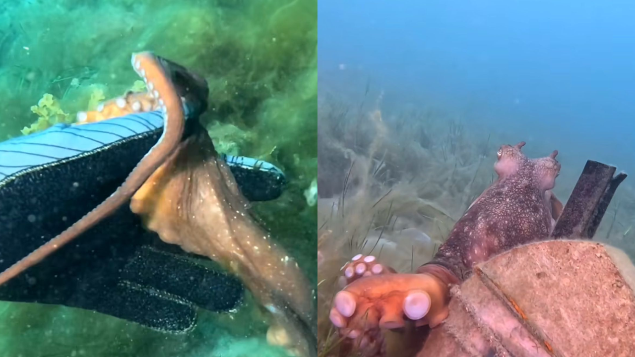 En video: ¡De no creer! Una mujer fue guiada por un pulpo en las profundidades a un 'mundo nuevo'