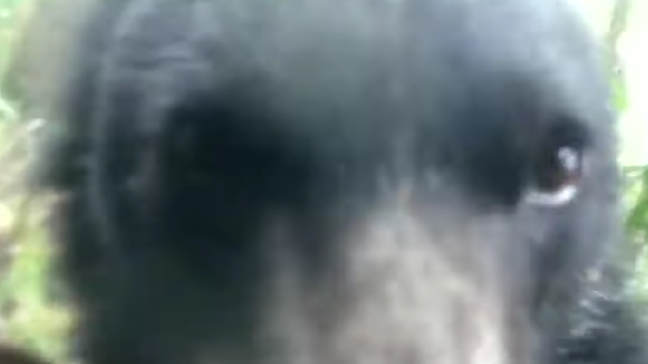 En video: ¡Curioso momento! Oso de anteojos se tomó una foto con una cámara trampa en Caquetá