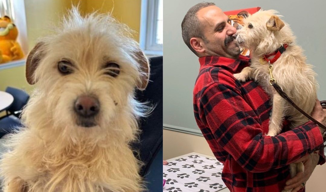 Gracias a un microship, una perrita se reencontró con su familia tras nueve meses de estar perdida