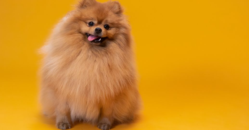 "El perrito de las famosas": ¿cuánto cuesta un Pomerania?