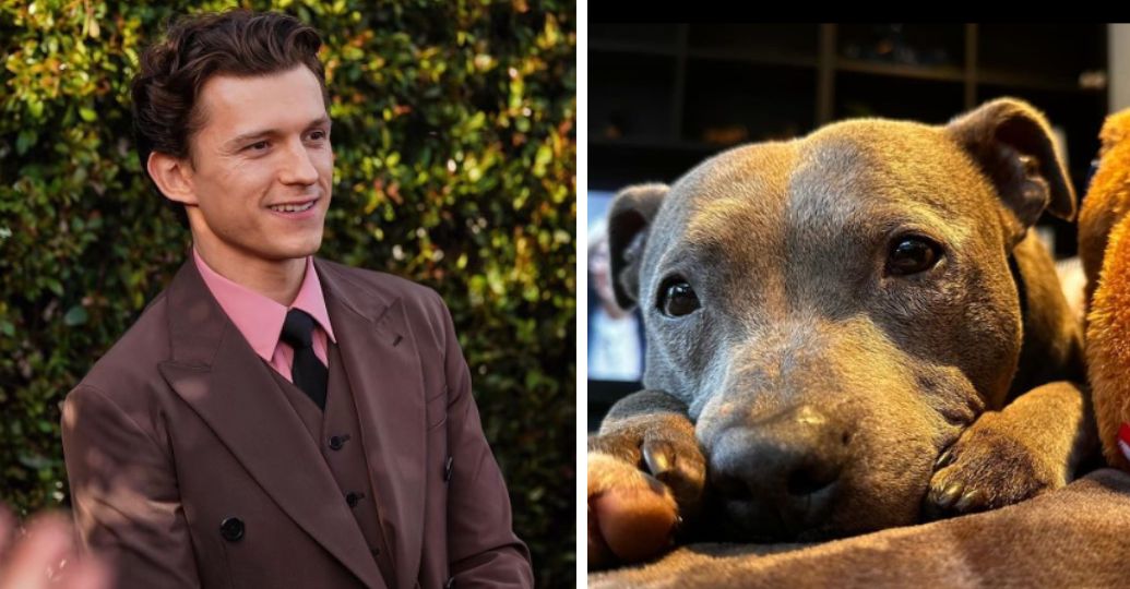 Conmovedor: con este mensaje Tom Holland se despidió de su perrita, Tessa
