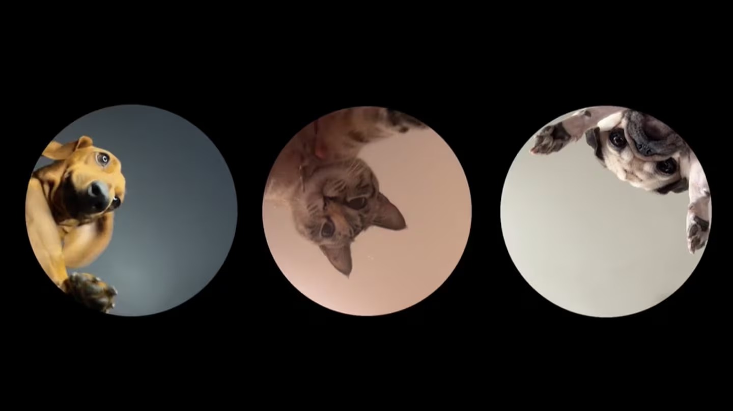 Así puede hacer el video viral de 'Pedro' y el mapache: siga estos pasos