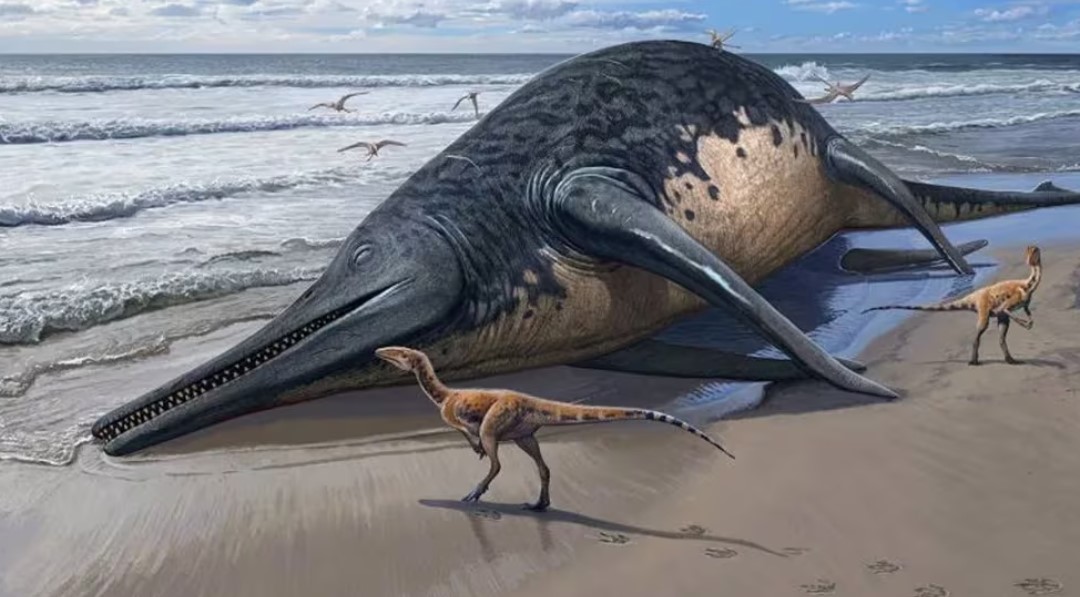 Niña de 11 años descubrió el que sería el fósil del reptil marino más grande de la historia