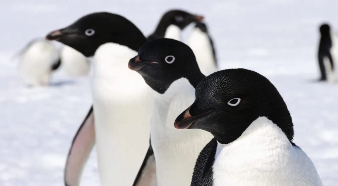 Científicos investigan las miles de muertes de miles de pingüinos en la Antártida