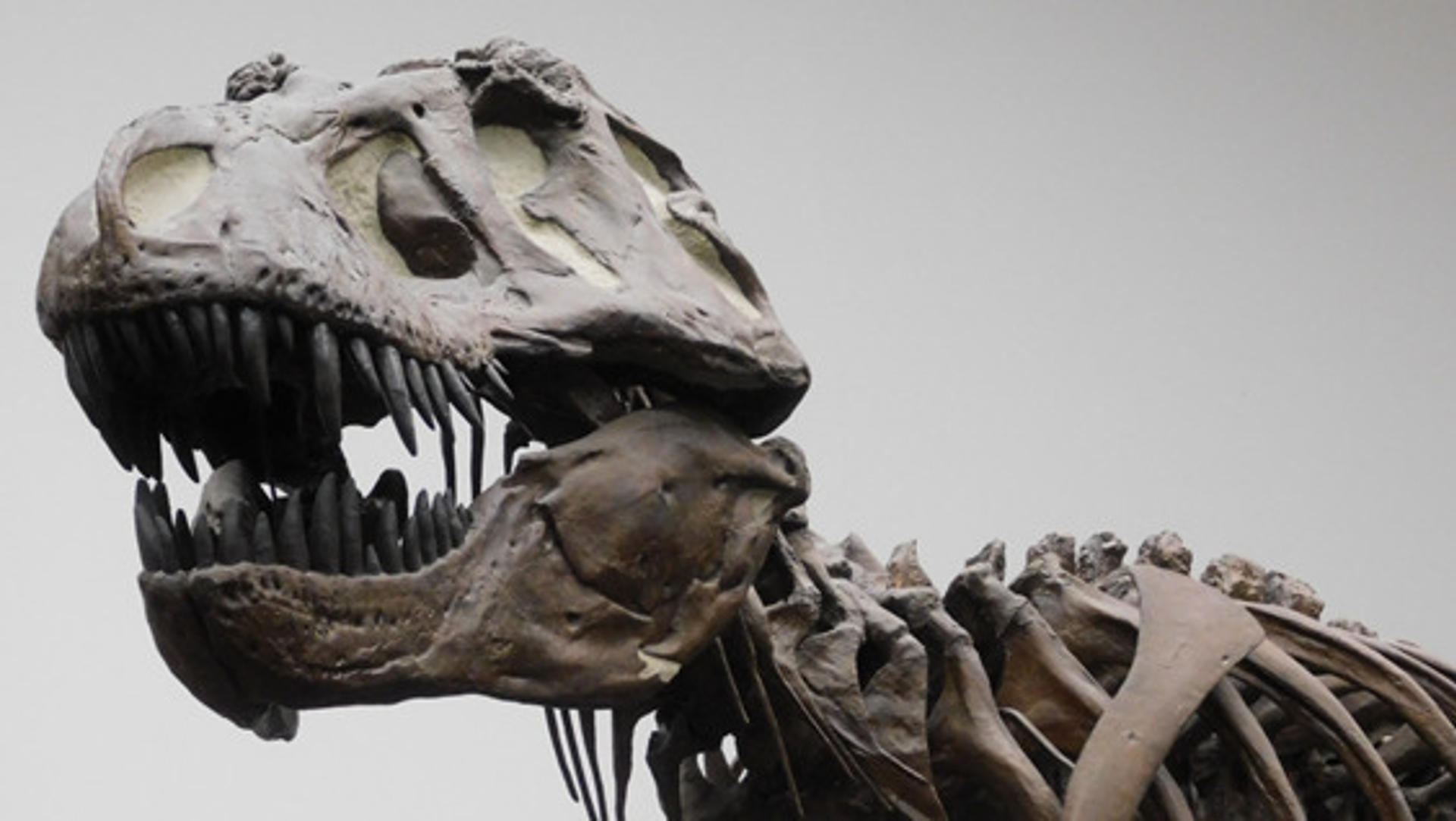 ¿El 'Tyrannosaurus rex' no era tan listo como nos dijeron? esto reveló un nuevo estudio al respecto