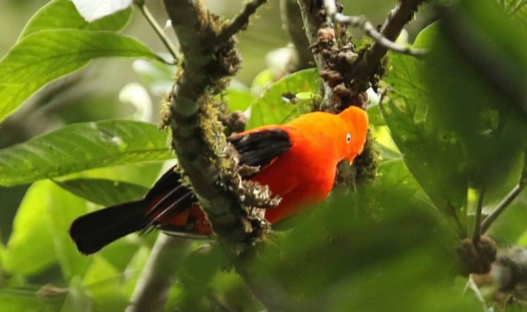 ¡Colombia vuelve a quedar campeón del Global Big Day, evento de avistamiento de aves!