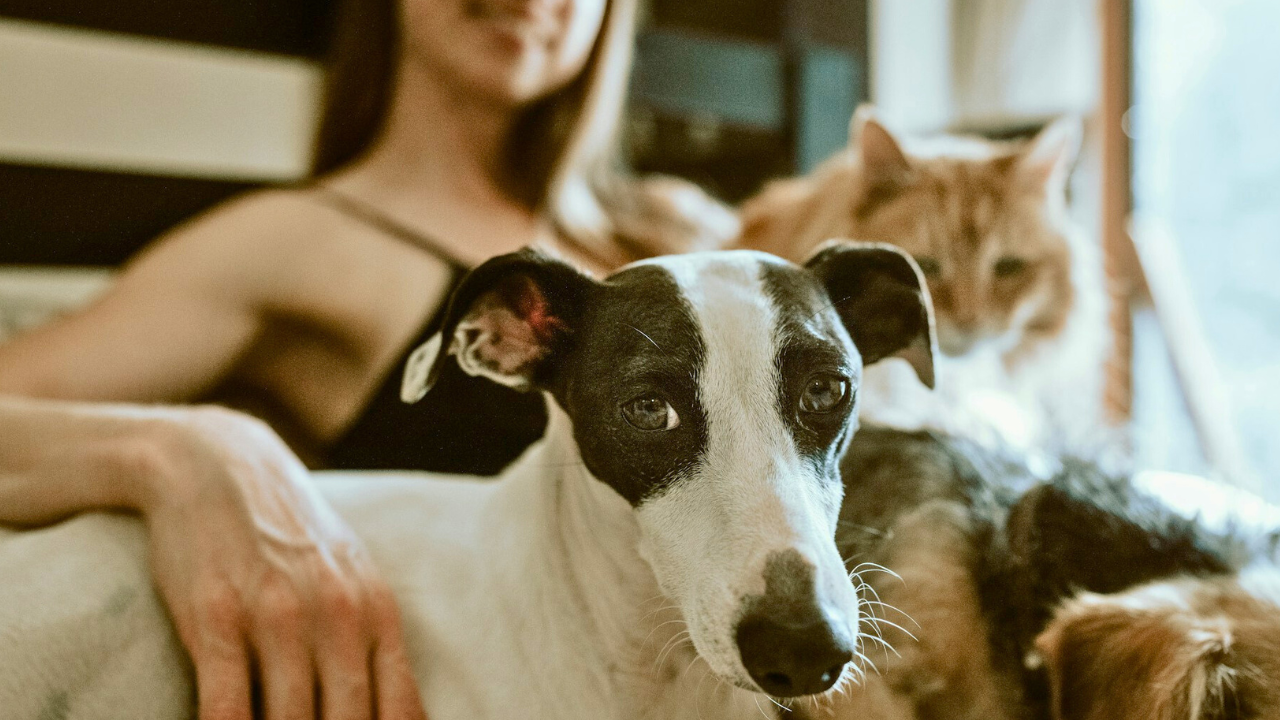 El Día de la Madre perruna y gatuna también se celebra: ¡Exija su regalo! ¿Cuándo es?