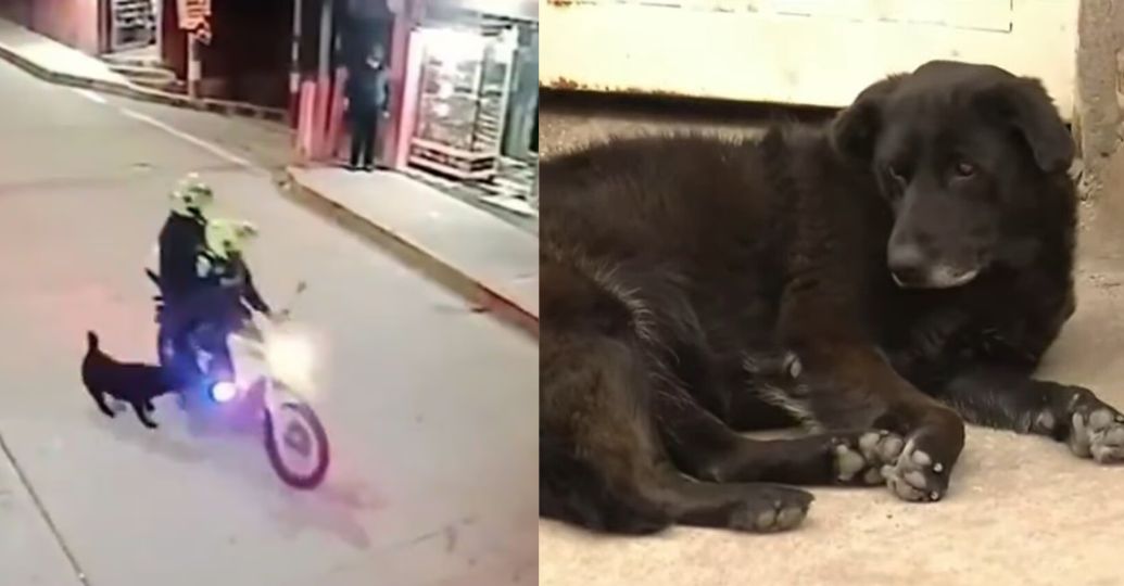 ¿Qué pasó con la perrita agredida por un policía con un bolillazo? Esto se sabe