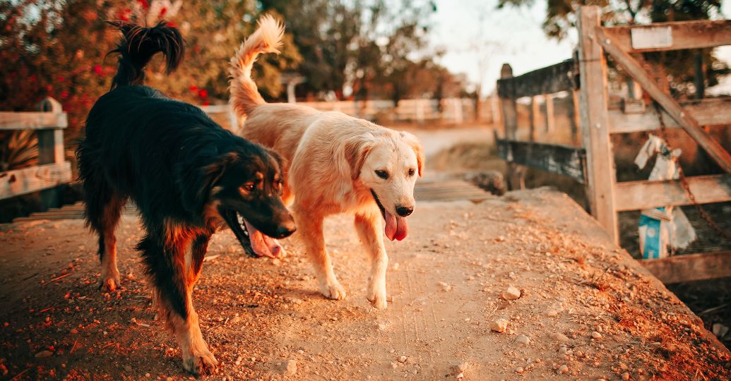 ¿Cada cuánto hay que bañar un perro según su pelaje?