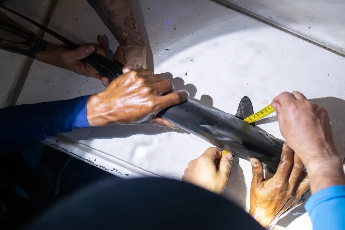 Actriz de 'La casa de papel' participó en el descubrimiento de una "guardería" de tiburones martillo liso