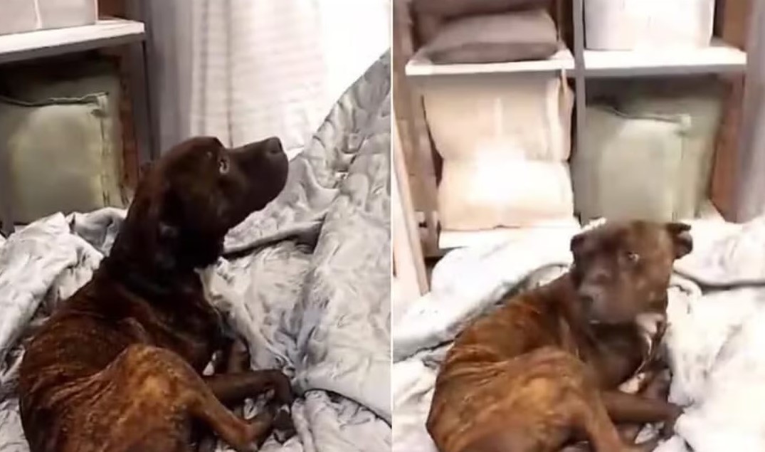Perrito se protegió del frío en un local de camas y trabajadora en vez de sacarlo, lo arropó
