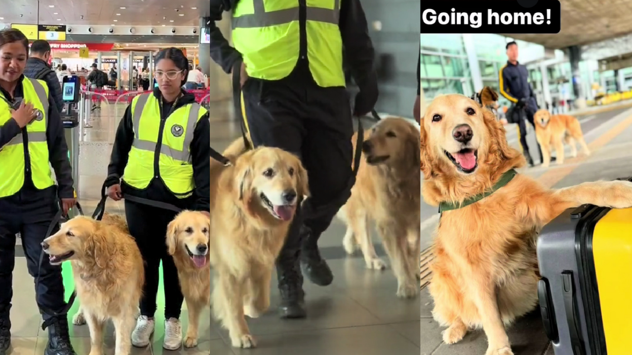 ¡Emotivo! Dos perritos se jubilaron del aeropuerto El Dorado y su despedida se vuelve viral