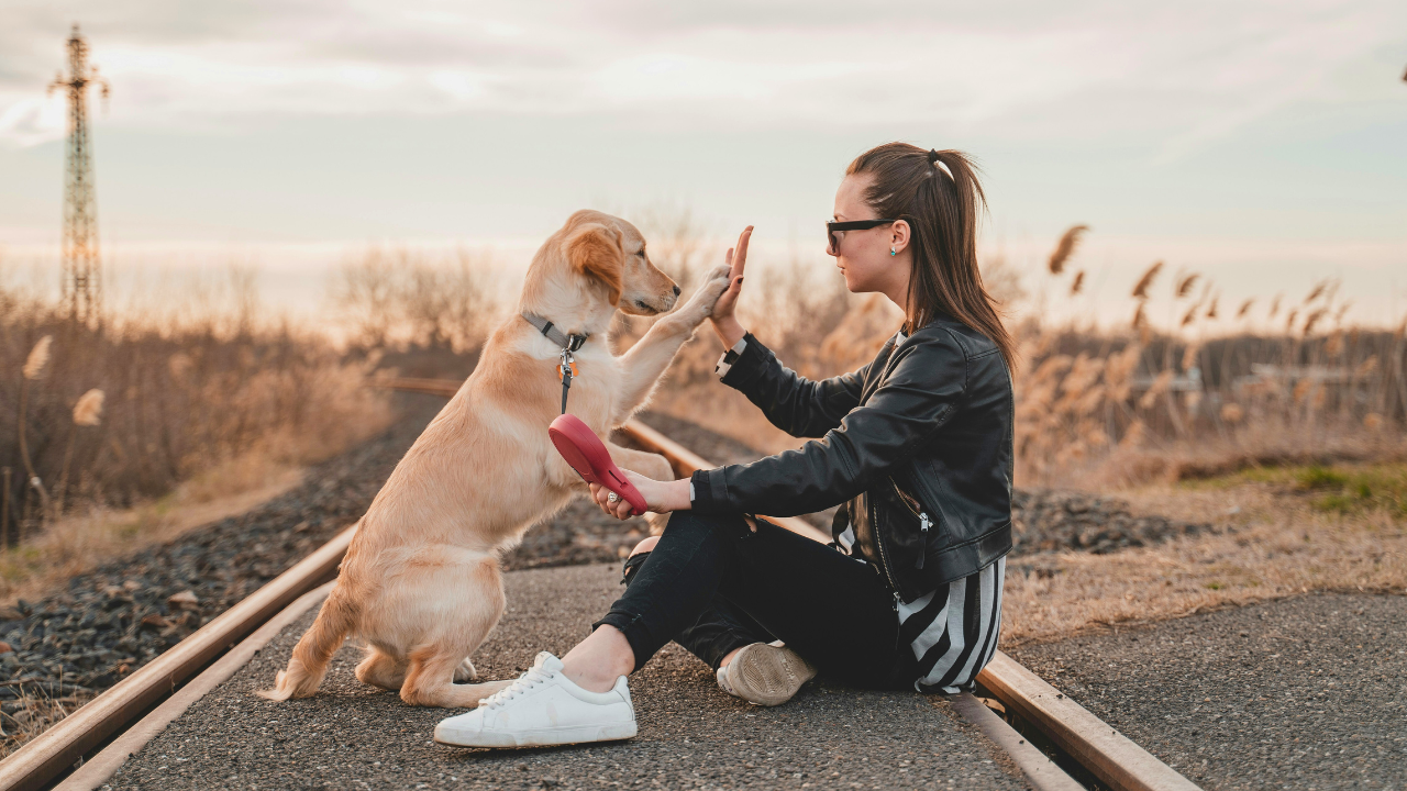 ¿Qué pasaría con los perros si los humanos no existieran? Este es el escenario, según un experto