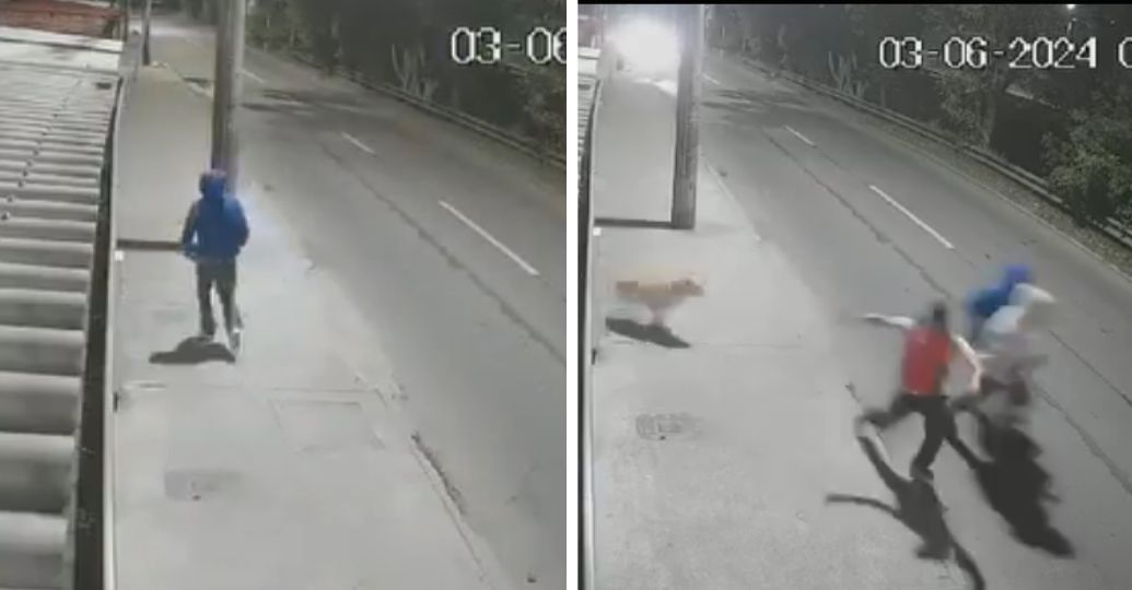 ¡Héroe! Perrito frustró robo de un carro en el sur de Bogotá