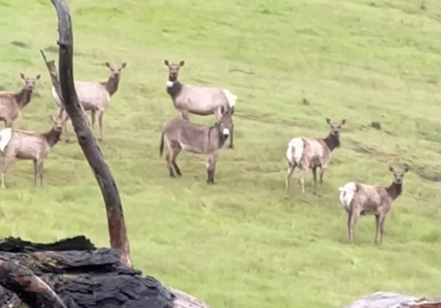 Tras desaparecer por cinco años, un burro fue hallado viviendo con una manada de alces salvajes