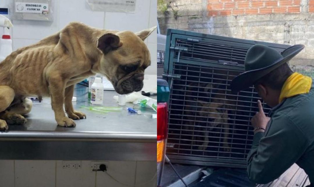 La Policía en Medellín rescató a cuatro perros que se encontraban en un balcón en malas condiciones 