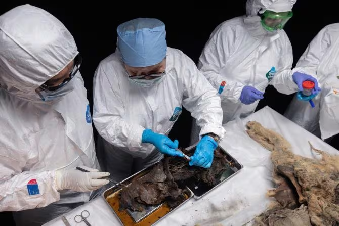 En Siberia encontraron el cadáver de un lobo de 44 mil años en casi perfectas condiciones  